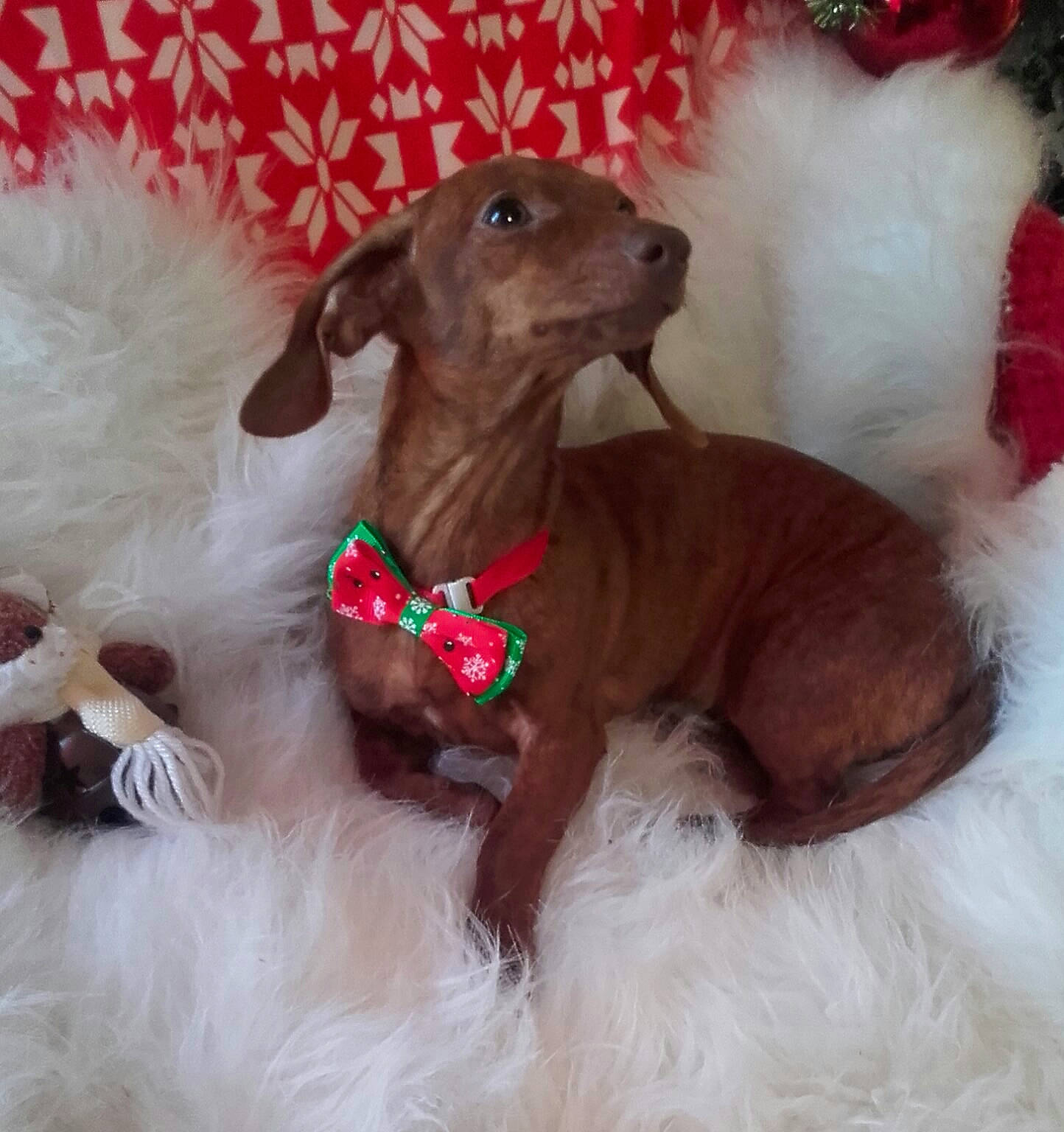 Pausini a rejoint le concours — aidez-le/la à gagner de superbes lots ! azawakh, canidae, carnivore, companion_dog, dog, dog_breed, dog_collar, fawn, italian_greyhound, liver, mammal, mexican_hairless_dog, snout, sporting_group, vertebrate