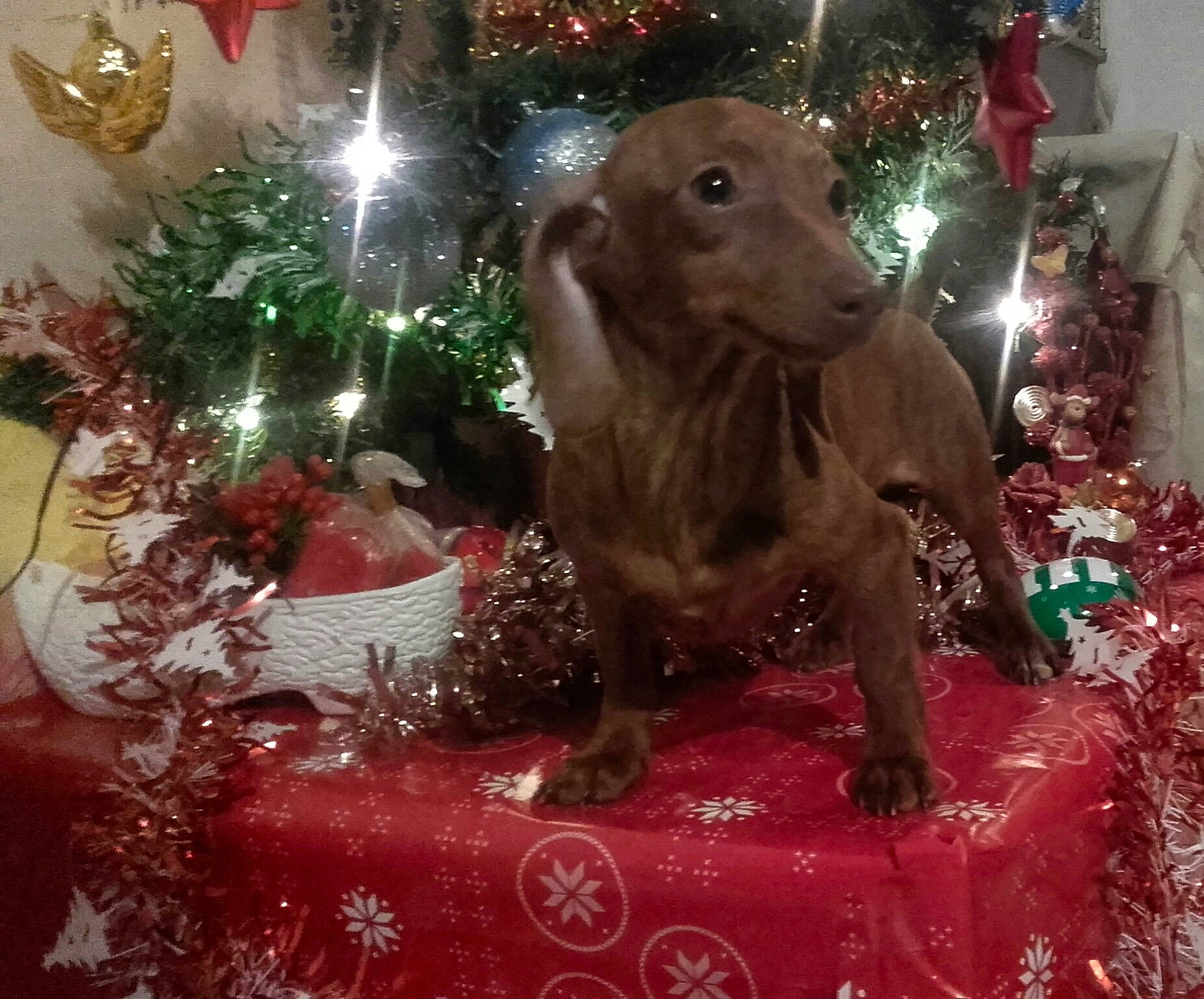 Pausini participe au concours pour gagner de l'argent avec cette photo : canidae, carnivore, christmas, christmas_ornament, dog, dog_breed, fawn, liver, pointing_breed, sporting_group, vizsla, weimaraner