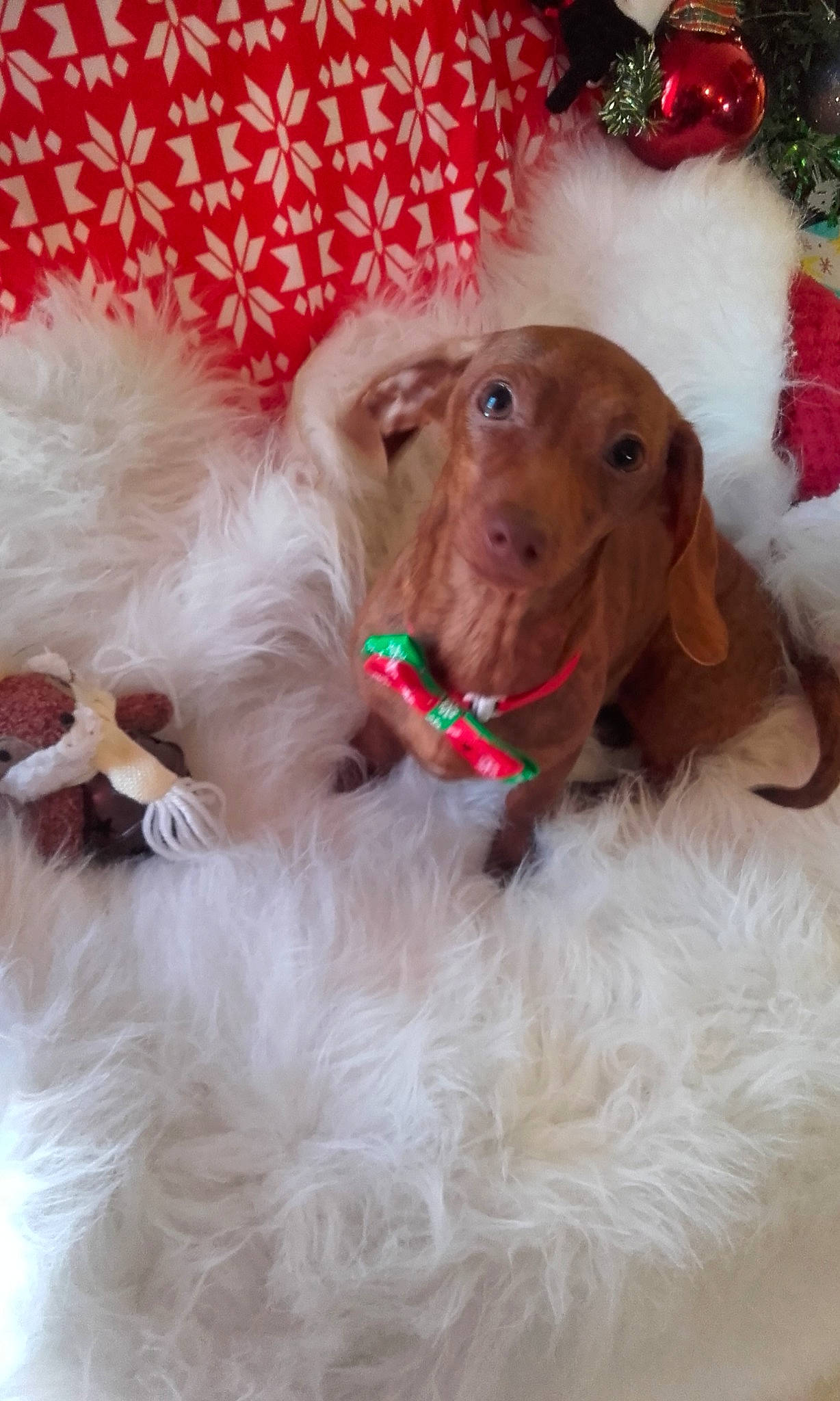 Pausini a rejoint le concours — aidez-le/la à gagner de superbes lots ! canidae, carnivore, companion_dog, dog, dog_breed, dog_collar, fawn, mammal, puppy_love, rare_breed_dog, snout, spaniel, sporting_group, vizsla