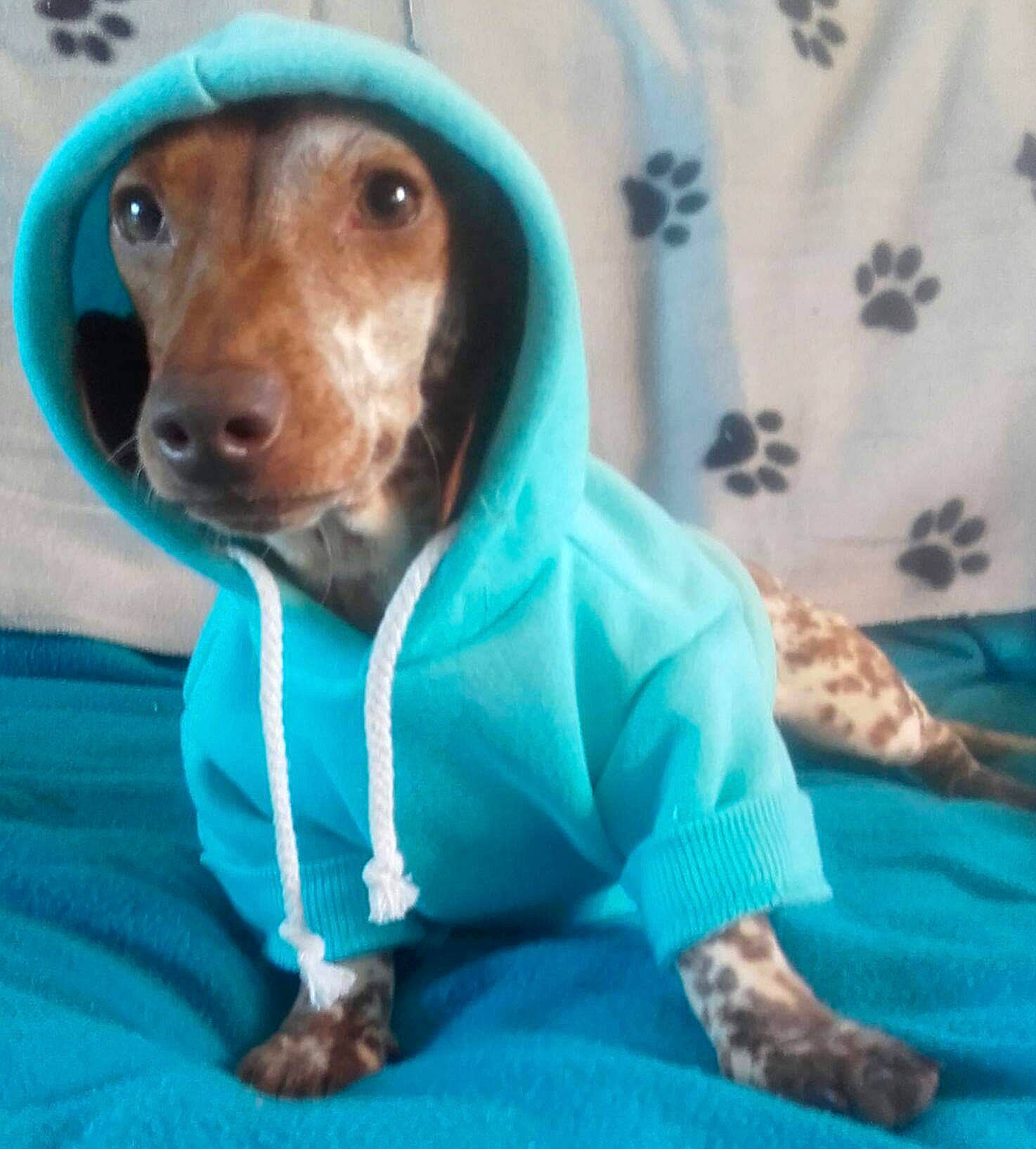 Majesté a rejoint le concours — aidez-le/la à gagner de superbes lots ! canidae, carnivore, companion_dog, dachshund, dog, dog_breed, dog_clothes, mammal, puppy, vertebrate