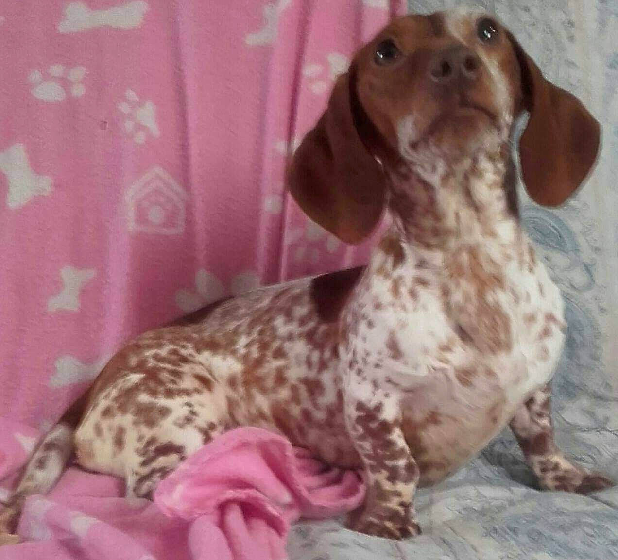 Majesté participe au concours pour gagner de l'argent avec cette photo : braque_du_bourbonnais, braque_francais, canidae, carnivore, dachshund, dog, dog_breed, hunting_dog, liver, mammal, old_danish_pointer, pachon_navarro, sporting_group, vertebrate