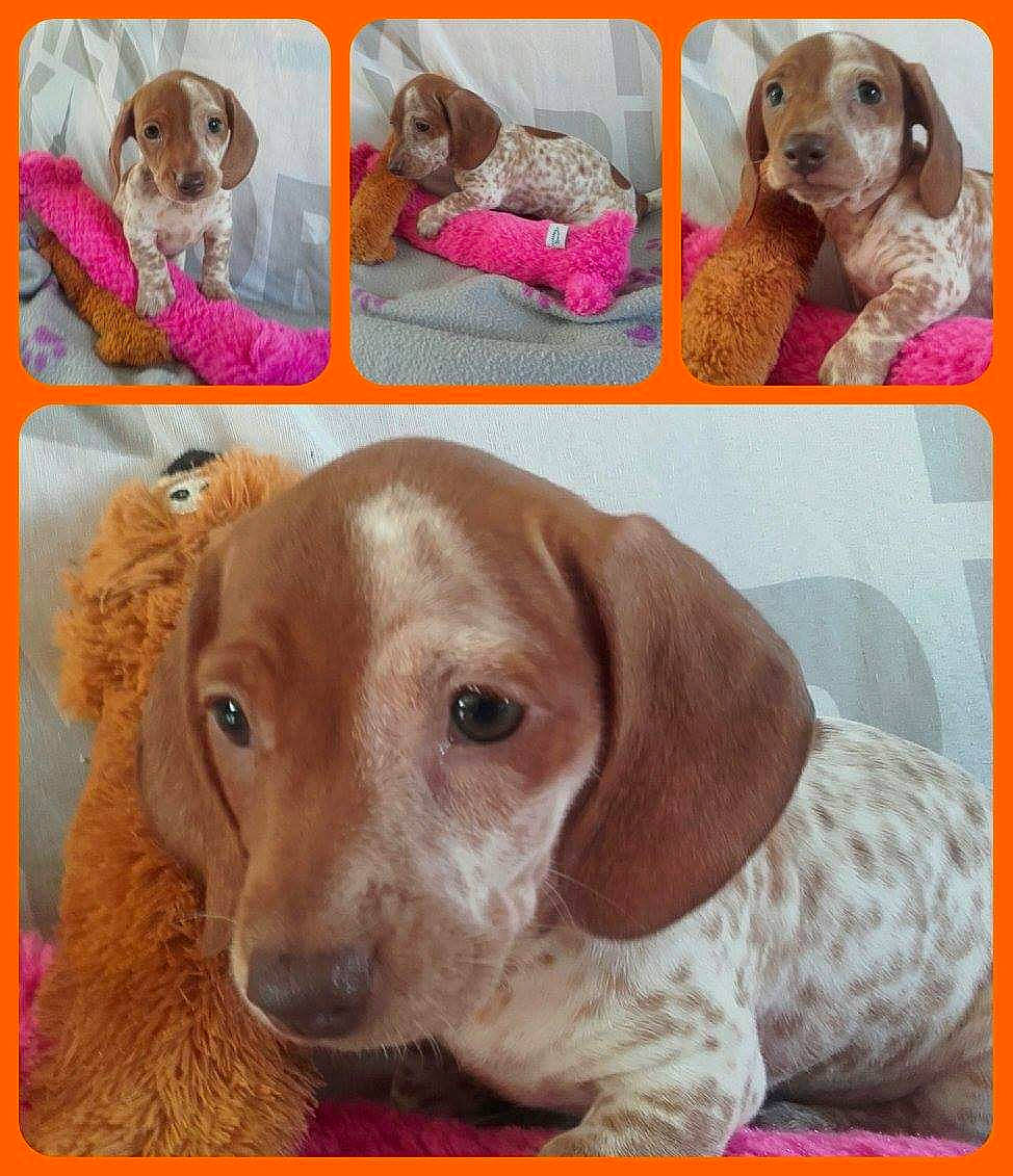 Majesté a rejoint le concours — aidez-le/la à gagner de superbes lots ! beagador, canidae, carnivore, companion_dog, dachshund, dog, dog_breed, fawn, liver, mammal, puppy, rare_breed_dog, sporting_group, vertebrate