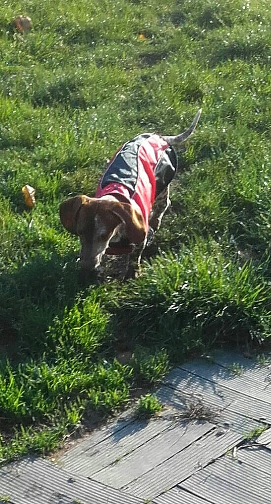 Majesté participe au concours pour gagner de l'argent avec cette photo : canidae, carnivore, dog, dog_breed, fawn, grass, sporting_group