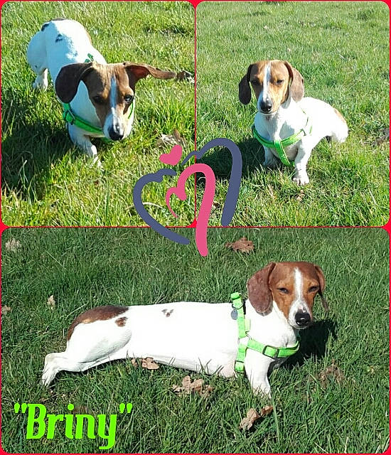 Briny participe au concours pour gagner de l'argent avec cette photo : american_foxhound, beagle, braque_saint_germain, canidae, carnivore, companion_dog, dog, dog_breed, estonian_hound, finnish_hound, harrier, jack_russell_terrier, mammal, rare_breed_dog, russell_terrier, serbian_tricolour_hound, sporting_group, treeing_feist, treeing_walker_coonhound, vertebrate