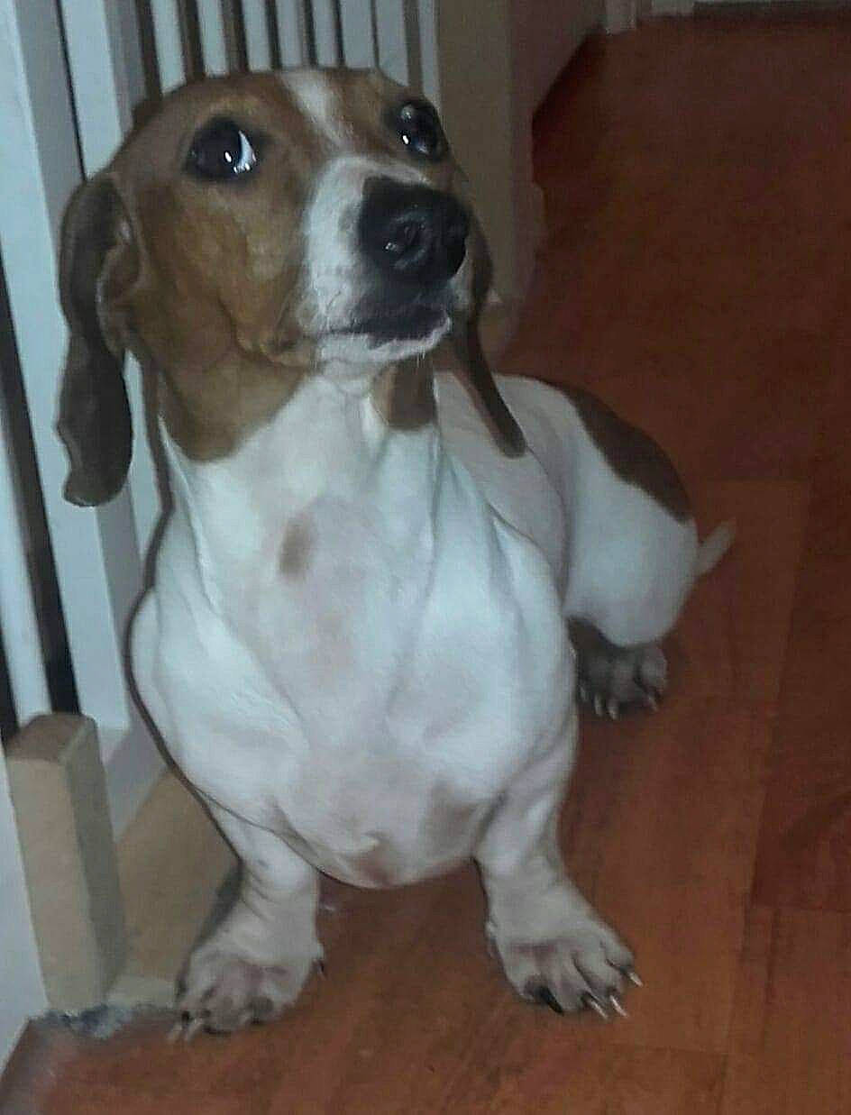 Briny a rejoint le concours — aidez-le/la à gagner de superbes lots ! artois_hound, basset_artesien_normand, basset_hound, beagador, canidae, carnivore, companion_dog, dachshund, dog, dog_breed, estonian_hound, fawn, mammal, rare_breed_dog, schweizer_laufhund, snout, sporting_group, treeing_walker_coonhound, vertebrate, westphalian_dachsbracke