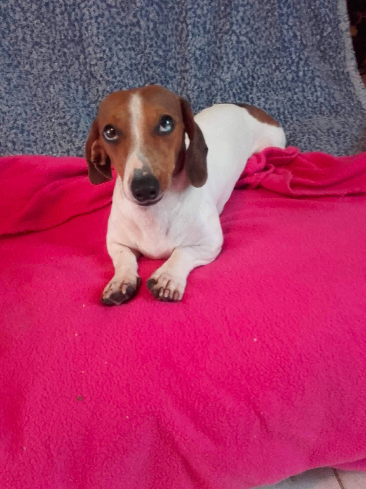 Briny participe au concours pour gagner de l'argent avec cette photo : beagle, beagle_harrier, canidae, carnivore, companion_dog, dachshund, dog, dog_breed, estonian_hound, fawn, harrier, jack_russell_terrier, mammal, pocket_beagle, rare_breed_dog, russell_terrier, serbian_tricolour_hound, smooth_fox_terrier, snout, vertebrate