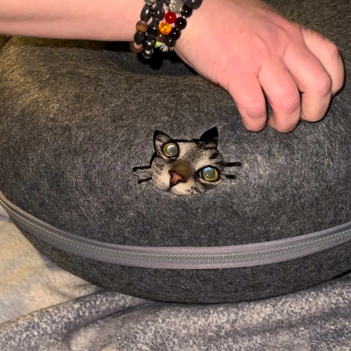 Lucifer is registered to the contest to win money with this photo: accessories, animal, arm, bodypart, bracelet, cat, computer, electronics, finger, hand, indoors, interiordesign, jewelry, kitten, laptop, pc, person, pet, wrist, wristwatch