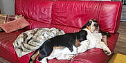 Vinicius Junior a rejoint le concours — aidez-le/la à gagner de superbes lots ! dog, couch, red_leather, blanket, pillows, wooden_floor, cabinet, bottles, living_room, door, interior, furniture, relaxed, pet, domestic, home, decor, flooring, resting, cozy