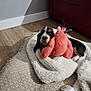 puppy, dog, toy, plush_toy, blanket, fur, indoor, floor, wood_floor, couch, red_couch, pet, cute, resting, animal, cozy, soft, home, comfort, small_dog