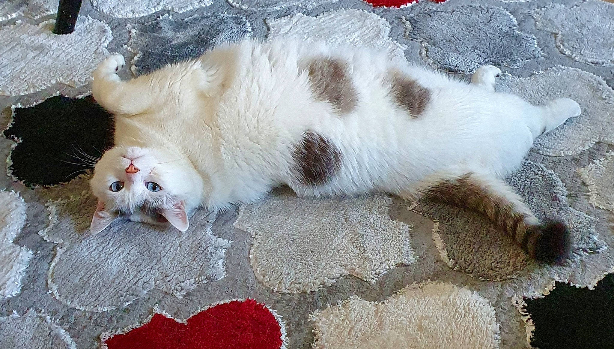 Lizzie participe au concours pour gagner de l'argent avec cette photo : canidae, carmine, carnivore, cat, claw, comfort, companion_dog, dog_breed, domestic_short_haired_cat, fawn, felidae, foot, fur, paw, small_to_medium_sized_cats, snout, sporting_group, tail, terrestrial_animal, whiskers