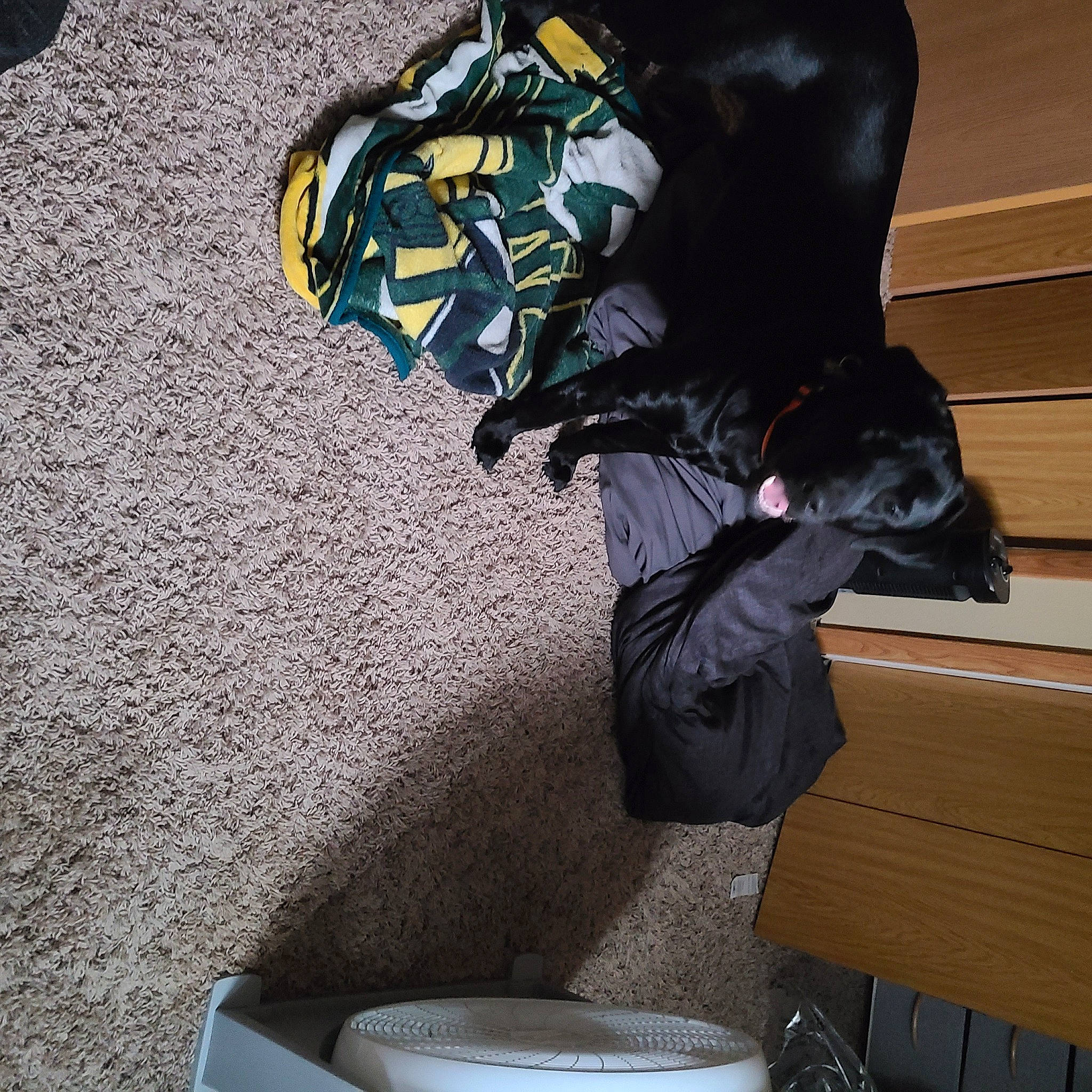 Behr joined the competition — help win amazing prizes! backpack, bag, carnivore, comfort, companion_dog, design, dog, dog_breed, electric_blue, eyewear, fashion_accessory, grey, hat, light, luggage_and_bags, personal_protective_equipment, plumbing_fixture, sitting, sporting_group, sports_gear