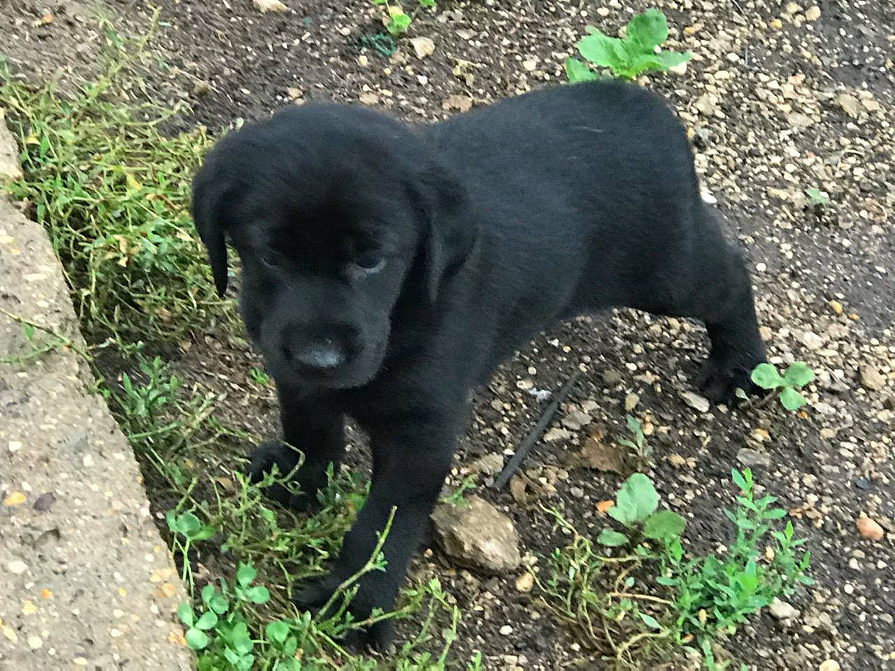 Behr joined the competition — help win amazing prizes! beagador, borador, canidae, carnivore, companion_dog, dog, dog_breed, flat_coated_retriever, labrador_retriever, mammal, patterdale_terrier, pointing_breed, puppy, retriever, sporting_group