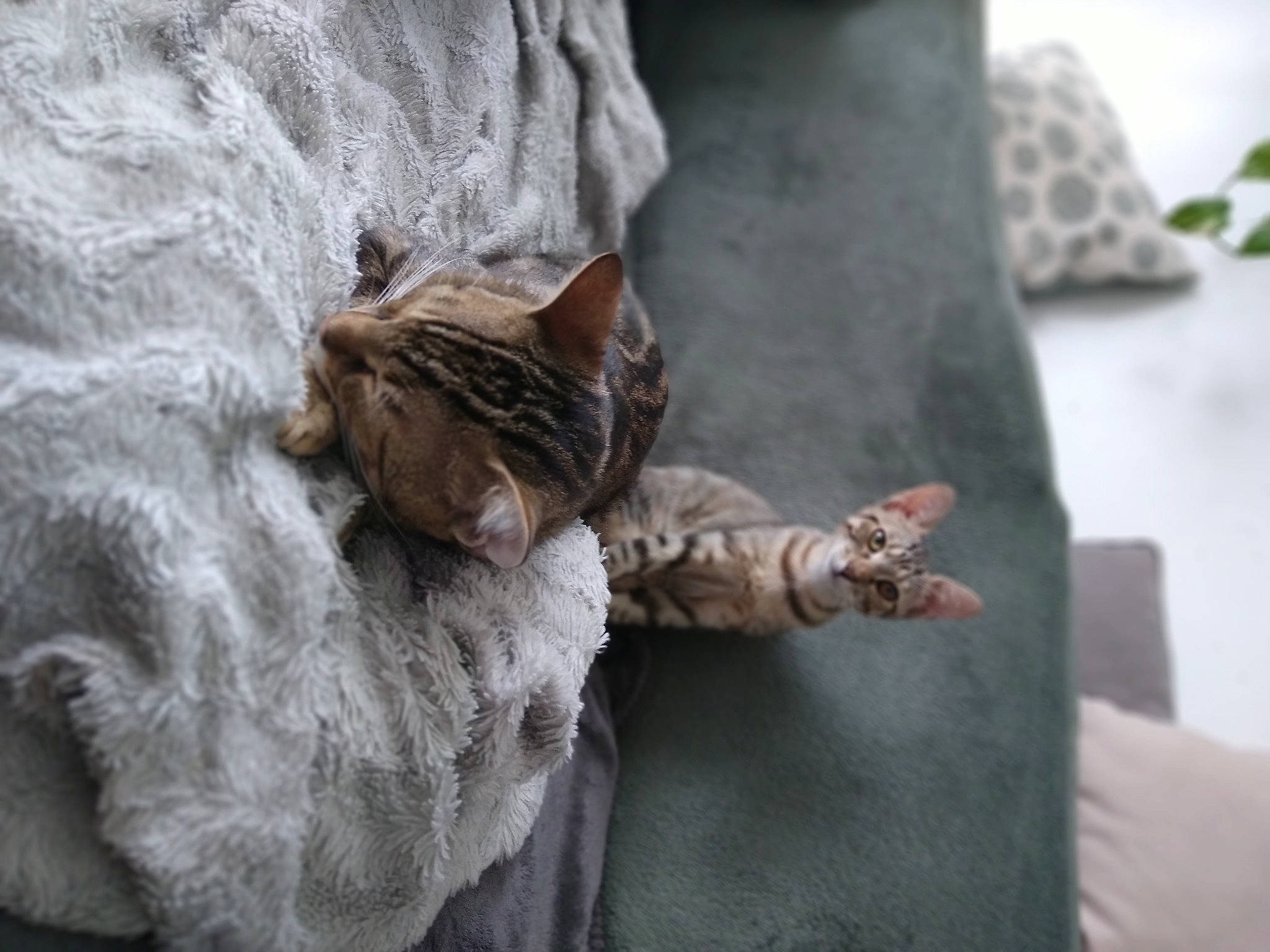 Gaby a rejoint le concours — aidez-le/la à gagner de superbes lots ! art, canidae, carnivore, cat, claw, comfort, domestic_short_haired_cat, felidae, fur, grey, paw, sculpture, small_to_medium_sized_cats, tail, terrestrial_animal, whiskers, wildlife, window, wood, wrinkle