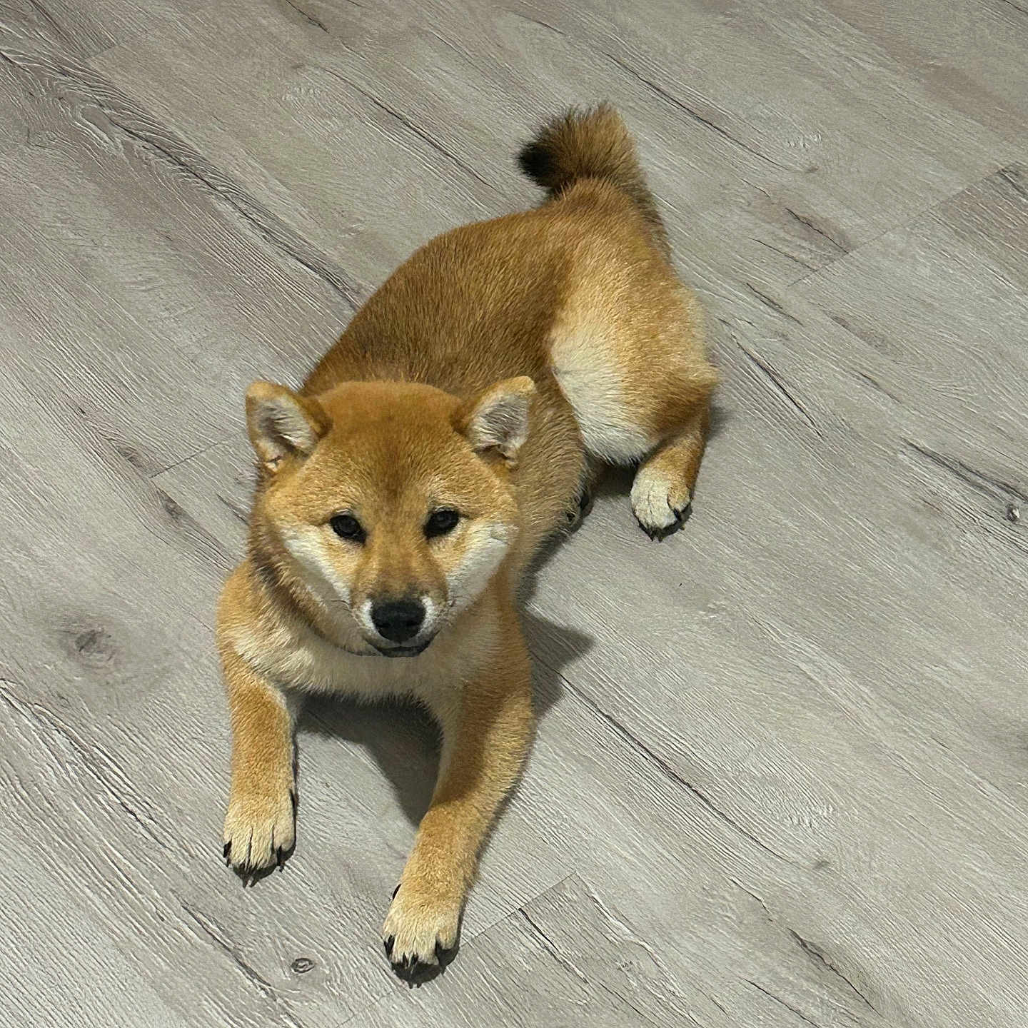 Aya