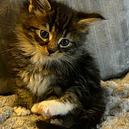 Lilo participe au concours pour gagner de l'argent avec cette photo : cat, kitten, fluffy, long_hair, tabby, brown_fur, black_fur, white_paws, blue_eyes, green_eyes, animal, pet, cute, portrait, close_up, indoors, blanket, cozy, resting, whiskers