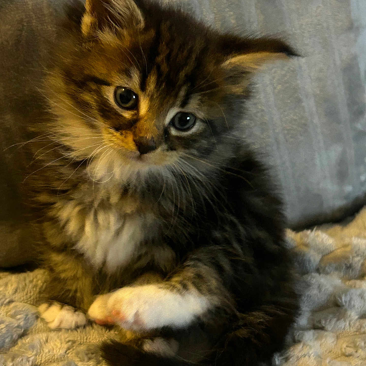 Lilo participe au concours pour gagner de l'argent avec cette photo : cat, kitten, fluffy, long_hair, tabby, brown_fur, black_fur, white_paws, blue_eyes, green_eyes, animal, pet, cute, portrait, close_up, indoors, blanket, cozy, resting, whiskers