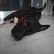 Darko participe au concours pour gagner de l'argent avec cette photo : animal, black_dog, cabinet, calm, canine, closeup, dog, ears, floor, home, household, indoor, looking, lying_down, pet, relaxed, resting, towel, white_patch, wooden_floor