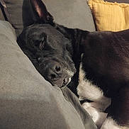 Darko participe au concours pour gagner de l'argent avec cette photo : animal, black_and_white, canine, close_up, comfortable, couch, cozy, dog, domestic_animal, ears, fur, home, indoor, paw, pet, pillow, relaxed, resting, sleeping, snout