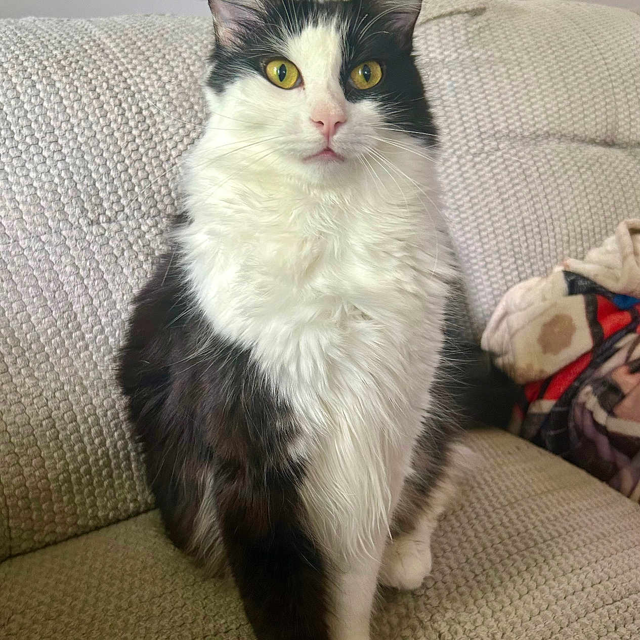 Adobo is registered to the contest to win money with this photo: animal, black_and_white, blanket, cat, couch, cozy, cute, domestic_animal, feline, fluffy, fur, home, indoor, looking_at_camera, pet, portrait, relaxed, sitting, whiskers, yellow_eyes