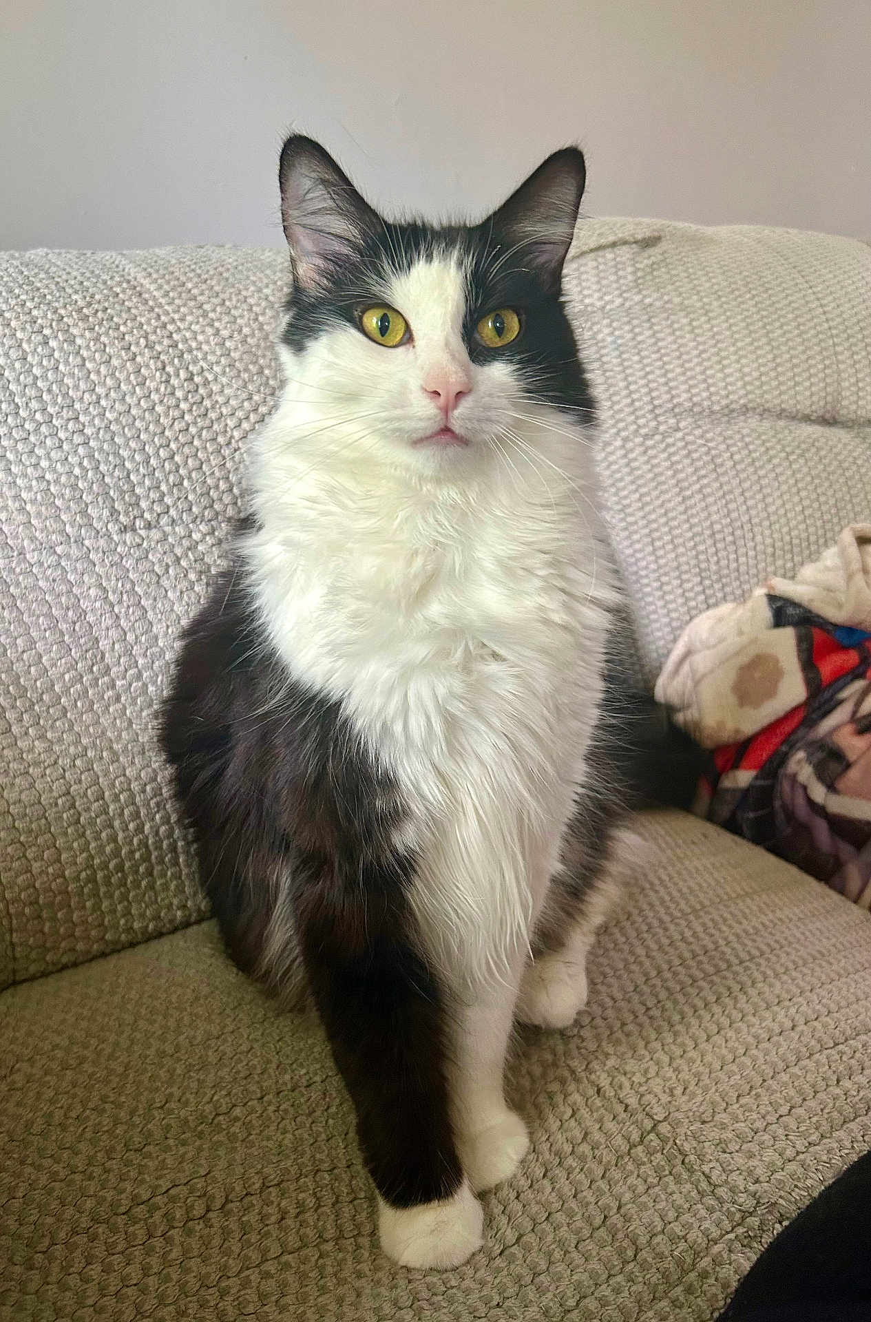 Adobo is registered to the contest to win money with this photo: animal, black_and_white, blanket, cat, couch, cozy, cute, domestic_animal, feline, fluffy, fur, home, indoor, looking_at_camera, pet, portrait, relaxed, sitting, whiskers, yellow_eyes
