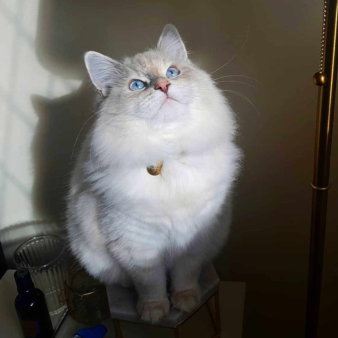 Mila is registered to the contest to win money with this photo: abyssinian, angora, animal, cat, doctor, kitten, manx, person, pet, siamese, toy, white, window, windowsill