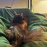 Miss Fluffy joined the competition — help win amazing prizes! cat, animal, pet, feline, fluffy, tail, green_blanket, indoor, cozy, relaxing, fur, resting, home, blanket, table, decorations, wall, comfort, sleepy, cute