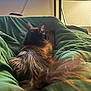 cat, animal, pet, feline, fluffy, tail, green_blanket, indoor, cozy, relaxing, fur, resting, home, blanket, table, decorations, wall, comfort, sleepy, cute