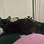 Miss Fluffy joined the competition — help win amazing prizes! cat, black_cat, indoor, blanket, cozy, pet, feline, fur, resting, relaxed, green_blanket, checkered_pillow, wall, window_blinds, animal, whiskers, ears, eyes, home, domestic