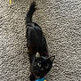 black_cat, cat, pet, carpet, indoor, toy, colorful, rainbow, striped, furry, animal, curious, looking_up, playful, domestic, green_eyes, tail, texture, floor, feline