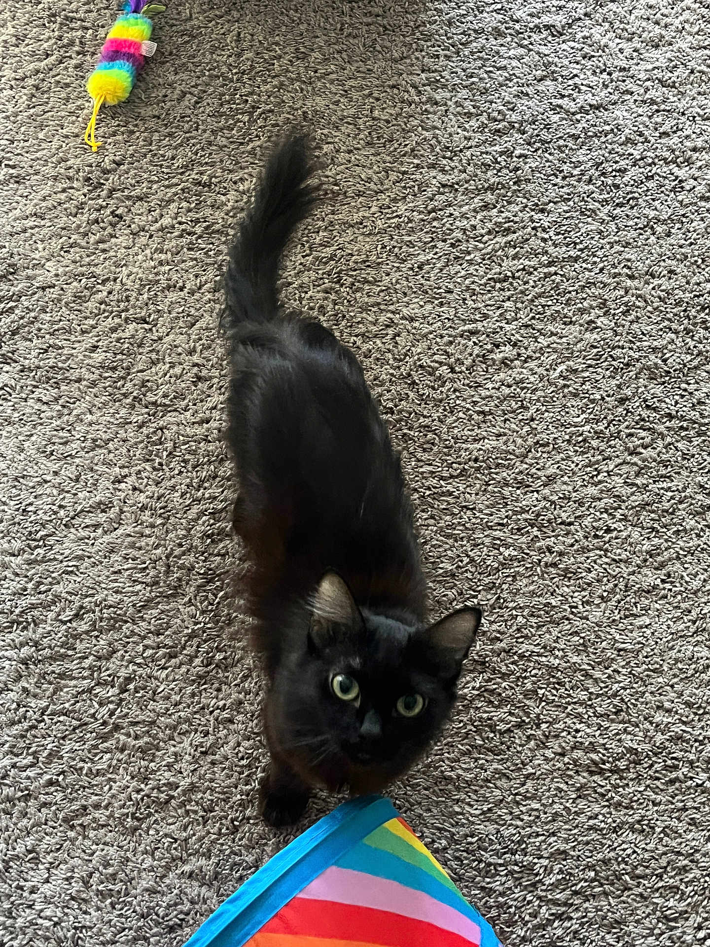 Miss Fluffy joined the competition — help win amazing prizes! black_cat, cat, pet, carpet, indoor, toy, colorful, rainbow, striped, furry, animal, curious, looking_up, playful, domestic, green_eyes, tail, texture, floor, feline