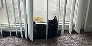 Miss Fluffy joined the competition — help win amazing prizes! black_cat, cat, vertical_blinds, carpet, window, indoor, tumbleweed, curious, pet, feline, green_eyes, relaxing, home, screen_window, shadow, daylight, quiet, resting, animal, curtain