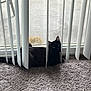 black_cat, cat, vertical_blinds, carpet, window, indoor, tumbleweed, curious, pet, feline, green_eyes, relaxing, home, screen_window, shadow, daylight, quiet, resting, animal, curtain