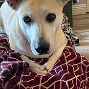 Meyli joined the competition — help win amazing prizes! animal, blanket, brown_eyes, canine, close_up, comfort, cozy, dog, ears, floor, fur, home, indoor, laying_down, looking_at_camera, patterned_blanket, pet, relaxed, resting, snout