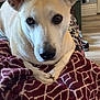 animal, blanket, brown_eyes, canine, close_up, comfort, cozy, dog, ears, floor, fur, home, indoor, laying_down, looking_at_camera, patterned_blanket, pet, relaxed, resting, snout