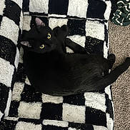 Panther joined the competition — help win amazing prizes! black_cat, cat, pet, animal, yellow_eyes, checkered_blanket, plush, indoor, carpet, fur, relaxing, looking_up, cute, cozy, resting, black_and_white, feline, whiskers, tail, catnip