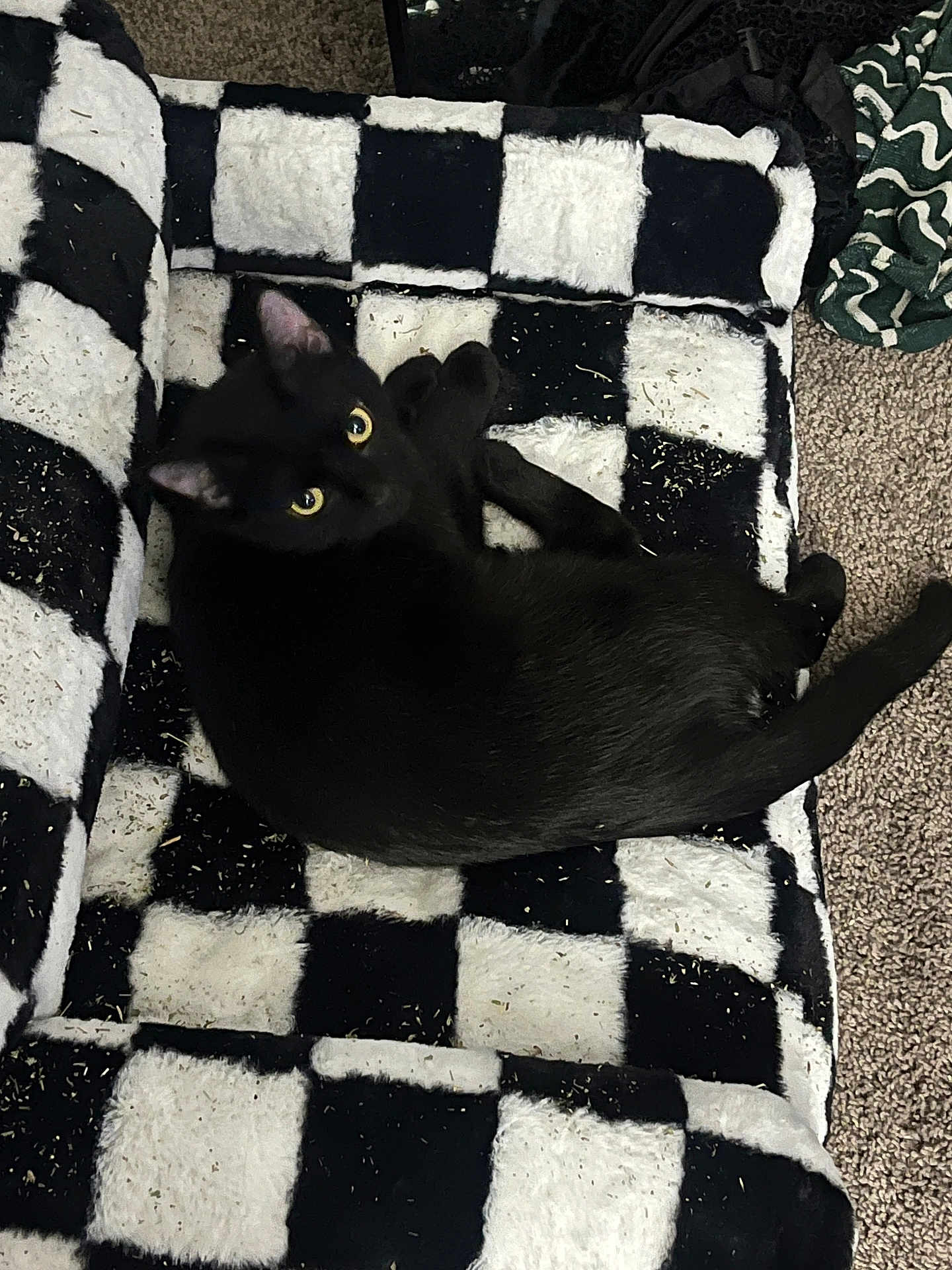 Panther joined the competition — help win amazing prizes! black_cat, cat, pet, animal, yellow_eyes, checkered_blanket, plush, indoor, carpet, fur, relaxing, looking_up, cute, cozy, resting, black_and_white, feline, whiskers, tail, catnip