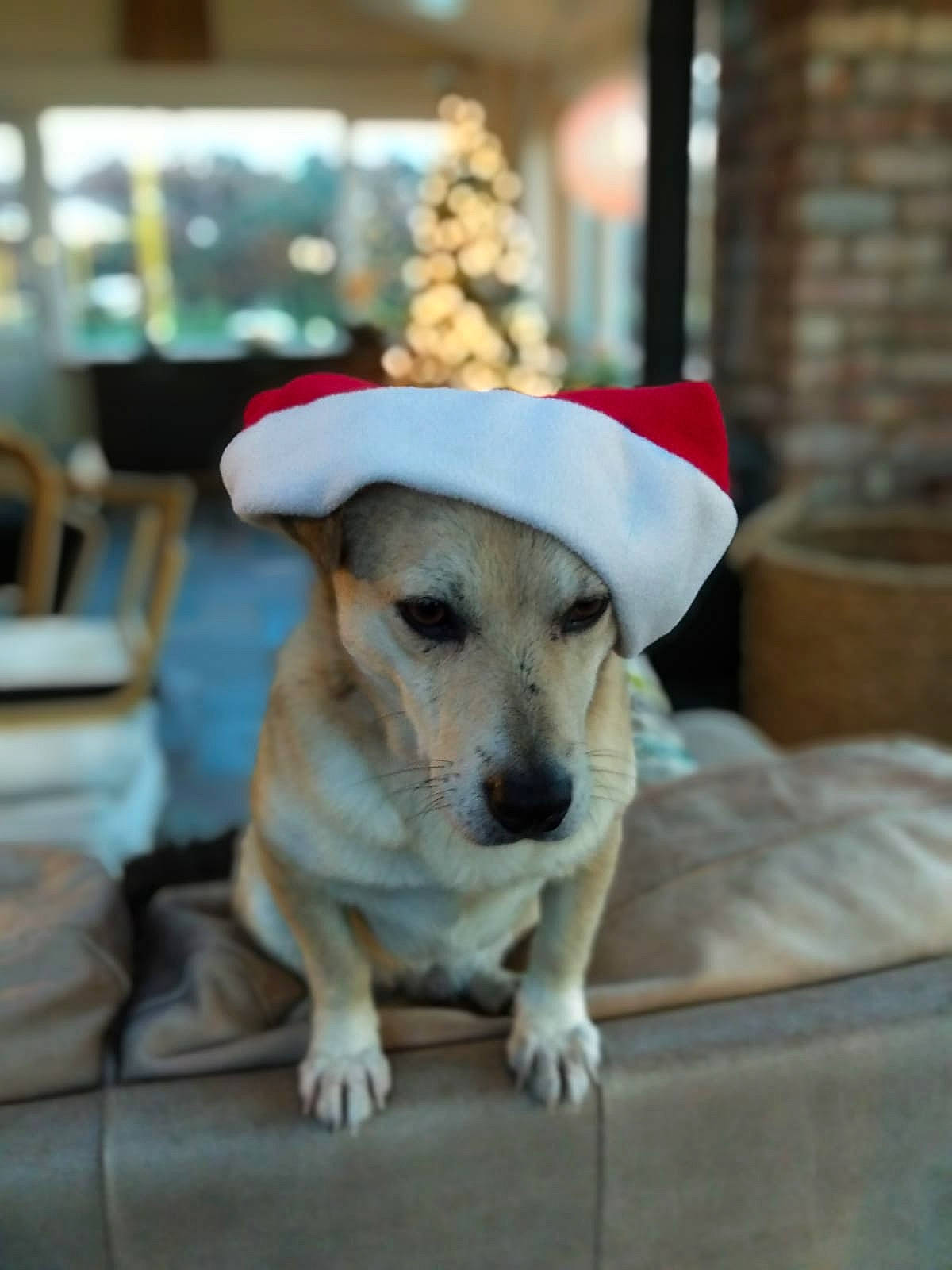 Herbie is registered to the contest to win money with this photo: canidae, carnivore, chair, companion_dog, couch, desk, dog, dog_breed, dog_collar, dog_supply, fawn, flooring, fur, hat, paw, puppy, snout, sporting_group, table, whiskers