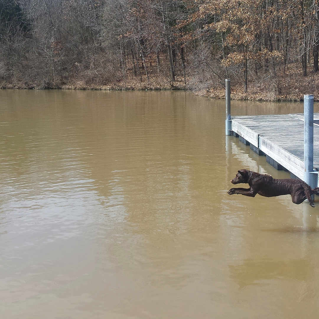 Bear is registered to the contest to win money with this photo: adventure, animal, brown_dog, canine, dock, dog, forest, jumping, lake, leap, nature, outdoor, person, playful, recreation, river, spring, trees, water, wood