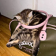 Yumi a rejoint le concours — aidez-le/la à gagner de superbes lots ! kitten, cat, sleeping, handbag, purse, tabby, fur, wooden_floor, indoor, pet, cute, nap, resting, domestic_animal, small_animal, pink, green, floor, cozy, relaxation