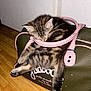 kitten, cat, sleeping, handbag, purse, tabby, fur, wooden_floor, indoor, pet, cute, nap, resting, domestic_animal, small_animal, pink, green, floor, cozy, relaxation