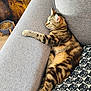 Yumi participe au concours pour gagner de l'argent avec cette photo : cat, tabby, couch, gray, pillow, patterned_pillow, feline, indoor, pet, relaxed, stretching, wooden_floor, food_bowl, kibble, home, cozy, fur, whiskers, ears, side_view