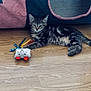 Yumi participe au concours pour gagner de l'argent avec cette photo : kitten, tabby, cat, toy, plush_toy, floor, wooden_floor, fabric_tunnel, pet, animal, indoor, playful, paw, relaxed, feline, cute, striped, pet_toy, resting, home