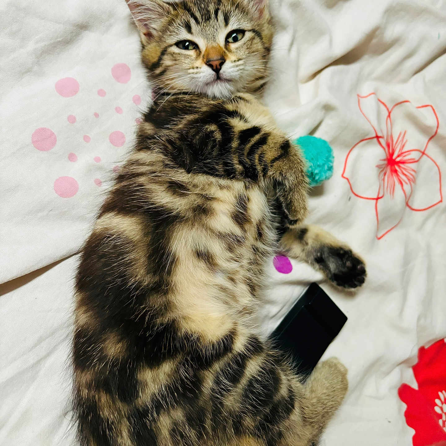 Yumi a rejoint le concours — aidez-le/la à gagner de superbes lots ! animal, bed, blanket, cat, cute, domestic, fluffy, fur, indoor, kitten, mammal, paw, pet, relaxed, resting, sleepy, striped, tabby, whiskers, young