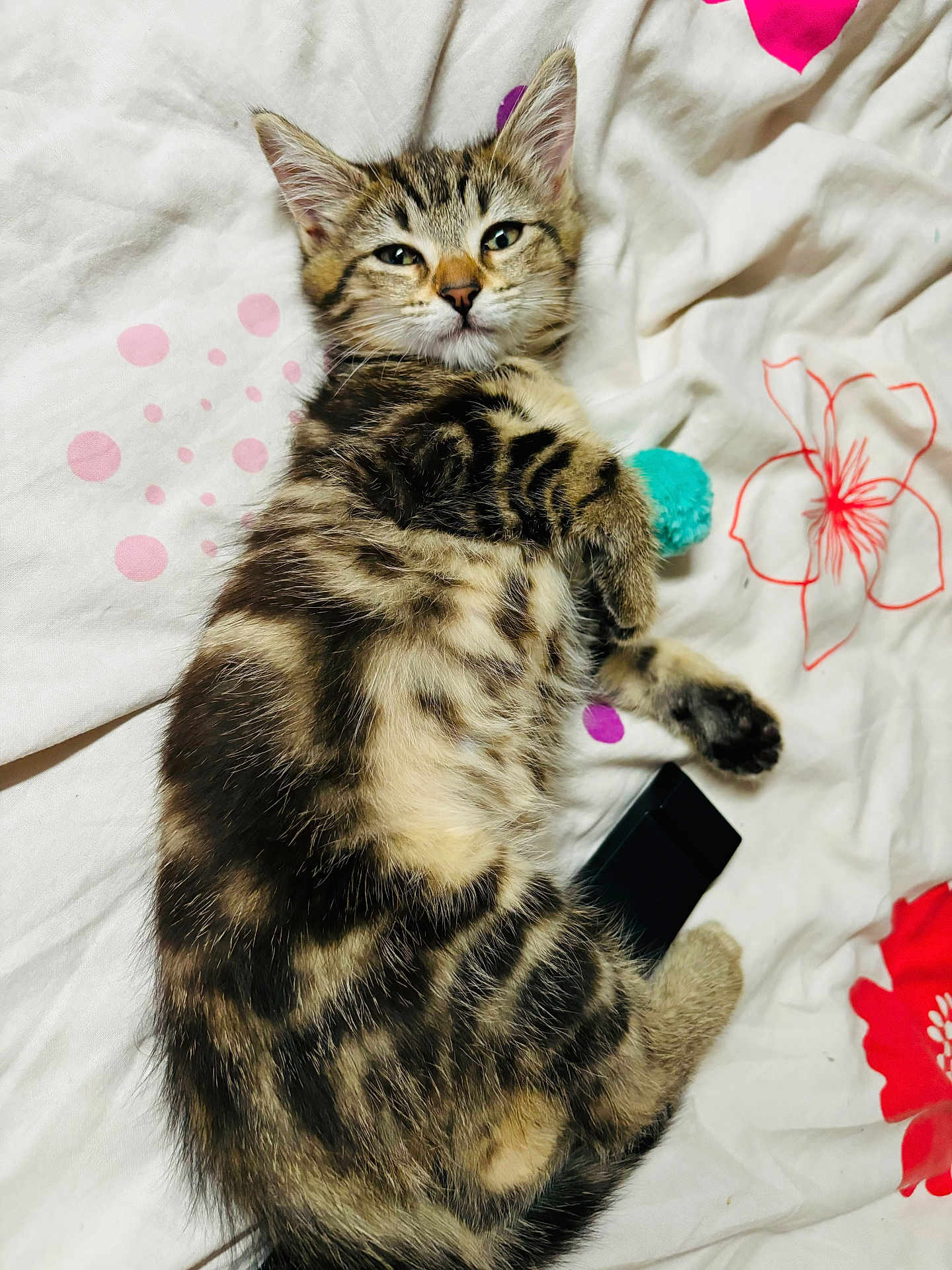 Yumi a rejoint le concours — aidez-le/la à gagner de superbes lots ! kitten, cat, tabby, pet, animal, fur, whiskers, bed, blanket, fluffy, cute, relaxed, indoor, sleepy, paw, striped, young, domestic, mammal, resting