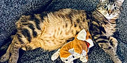 Yumi a rejoint le concours — aidez-le/la à gagner de superbes lots ! tabby_cat, cat, pet, stuffed_toy, plush, toy, relaxed, alert, fur, whiskers, texture, fabric, indoor, animal, cute, playful, lying_down, claws, ears, wide_eyes