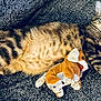 tabby_cat, cat, pet, stuffed_toy, plush, toy, relaxed, alert, fur, whiskers, texture, fabric, indoor, animal, cute, playful, lying_down, claws, ears, wide_eyes