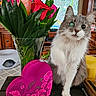 cat, flower_bouquet, roses, heart_shaped_box, indoor, wooden_table, green_leaves, furniture, gray_cat, white_cat, fluffy, pet, valentine, decor, living_room, plant, gift_box, tabletop, closeup, domestic_animal