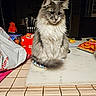 Willow is registered to the contest to win money with this photo: cat, gray_cat, fluffy_cat, sitting, kitchen_counter, plate, indoor, pet, feline, fur, table, snack_bag, plastic_bag, food, household, domestic_animal, closeup, cute, animal, whiskers