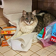 Willow is registered to the contest to win money with this photo: cat, paper_towel, kitchen_counter, tile, packets, plastic_bag, gray_cat, white_fur, fluffy, pet, feline, indoor, curious, resting, looking_at_camera, household_items, clutter, domestic, animal, closeup