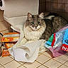 cat, paper_towel, kitchen_counter, tile, packets, plastic_bag, gray_cat, white_fur, fluffy, pet, feline, indoor, curious, resting, looking_at_camera, household_items, clutter, domestic, animal, closeup
